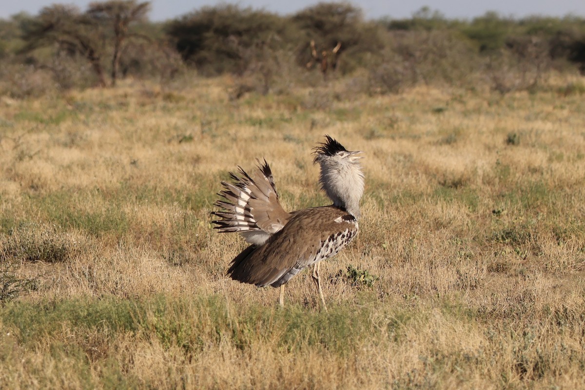 Kori Bustard - ML647185406