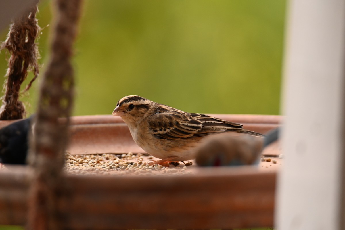 Village Indigobird - ML647185417