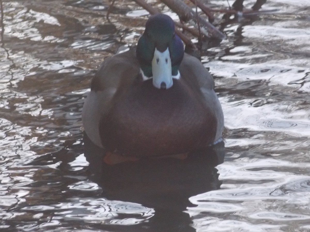 kachna divoká - ML647185432