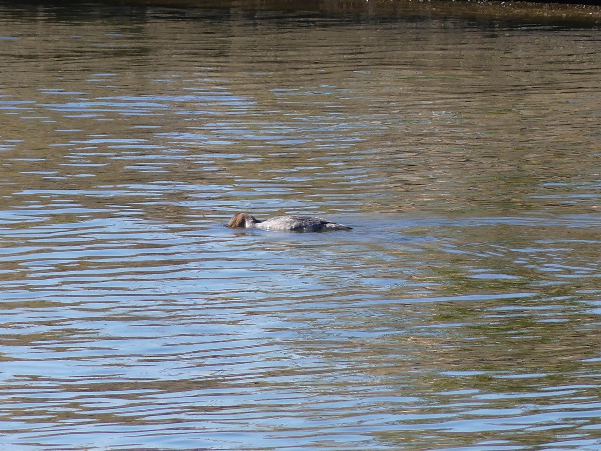 Red-breasted Merganser - ML647185433