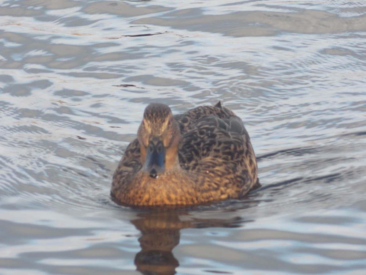 kachna divoká - ML647185468