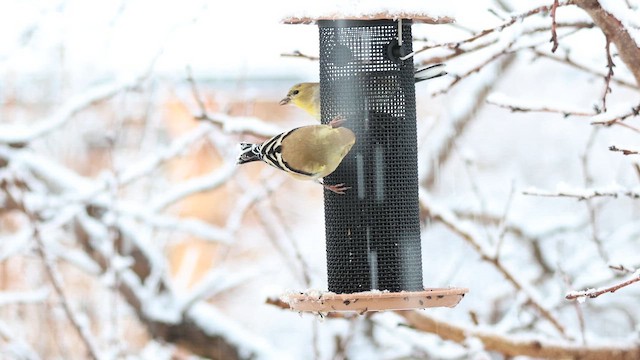 American Goldfinch - ML647185482