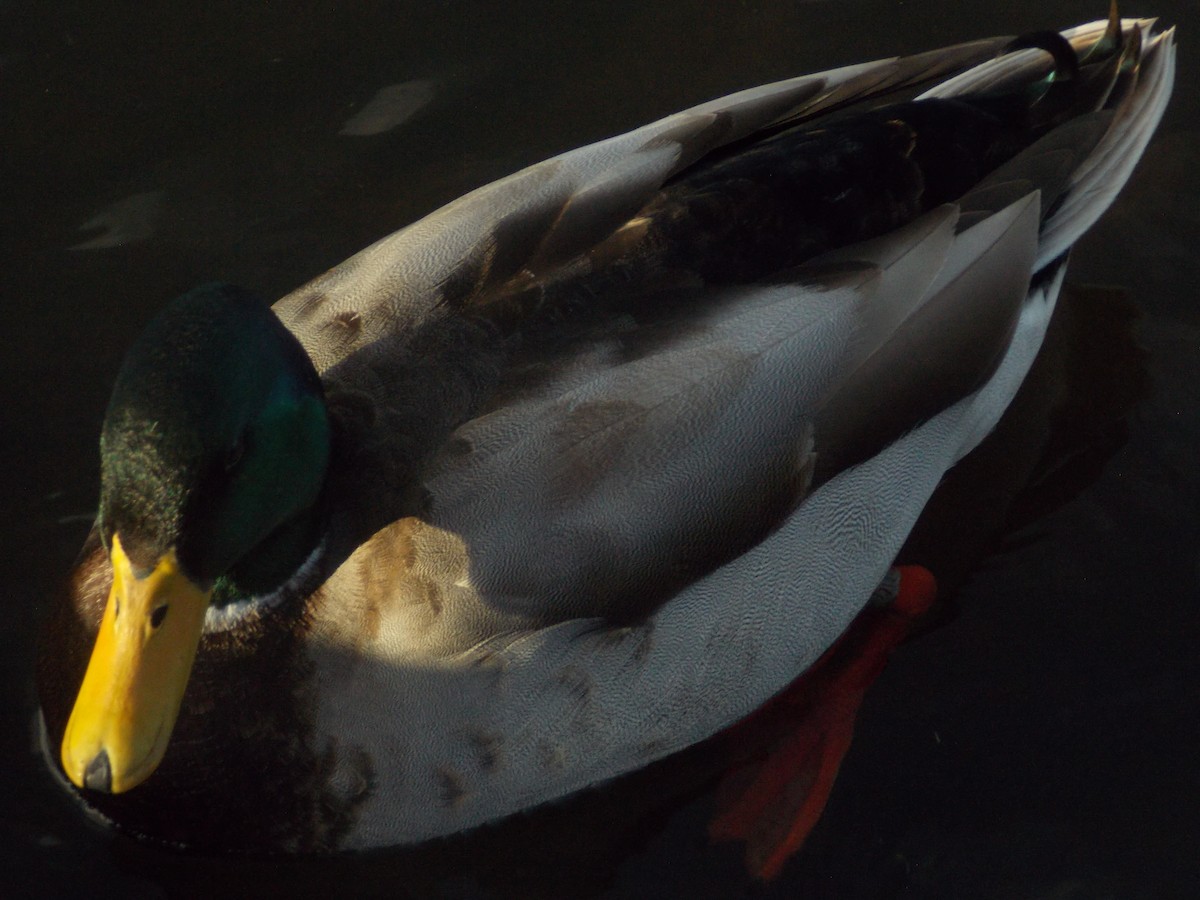 kachna divoká - ML647185508