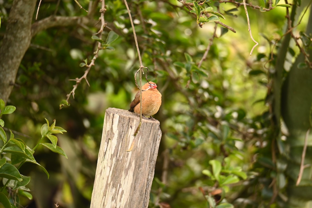 Purple Grenadier - ML647185515