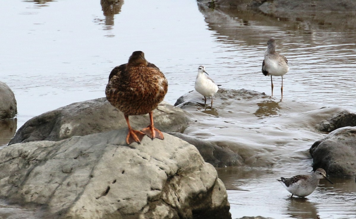 Wilsonwassertreter - ML647185518