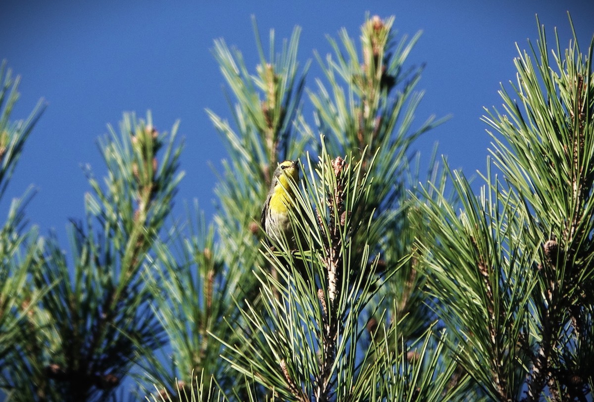 Grace's Warbler - ML647185521