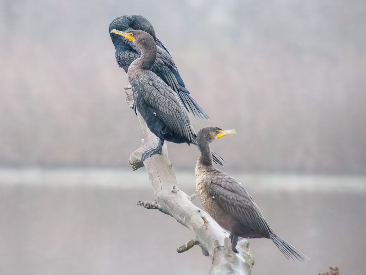 Cormoran à aigrettes - ML647185524