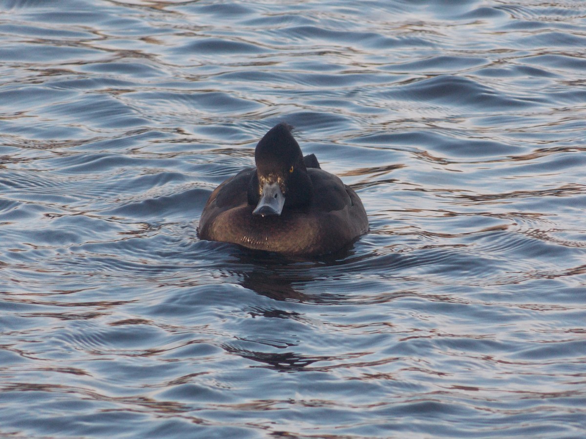 polák chocholačka - ML647185540