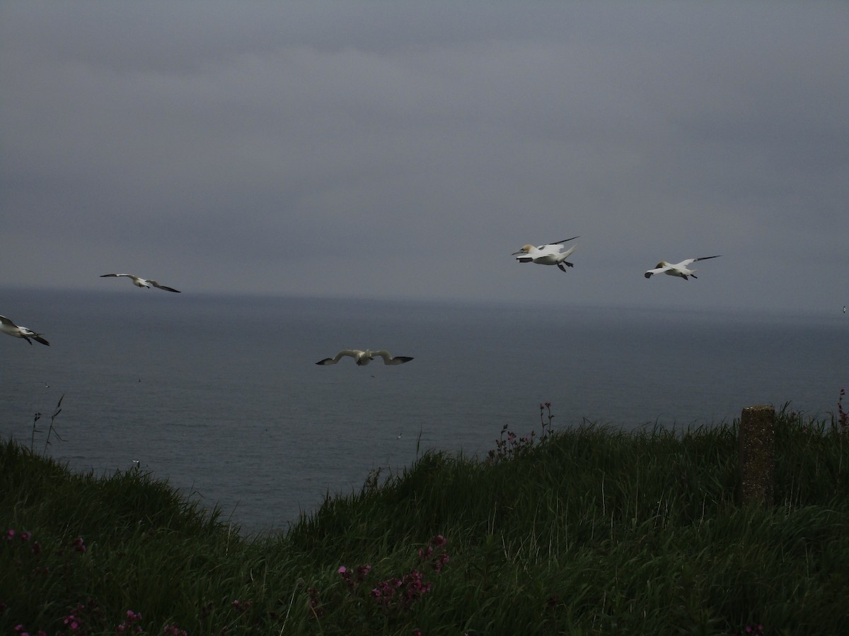 סולה מצויה - ML647185546