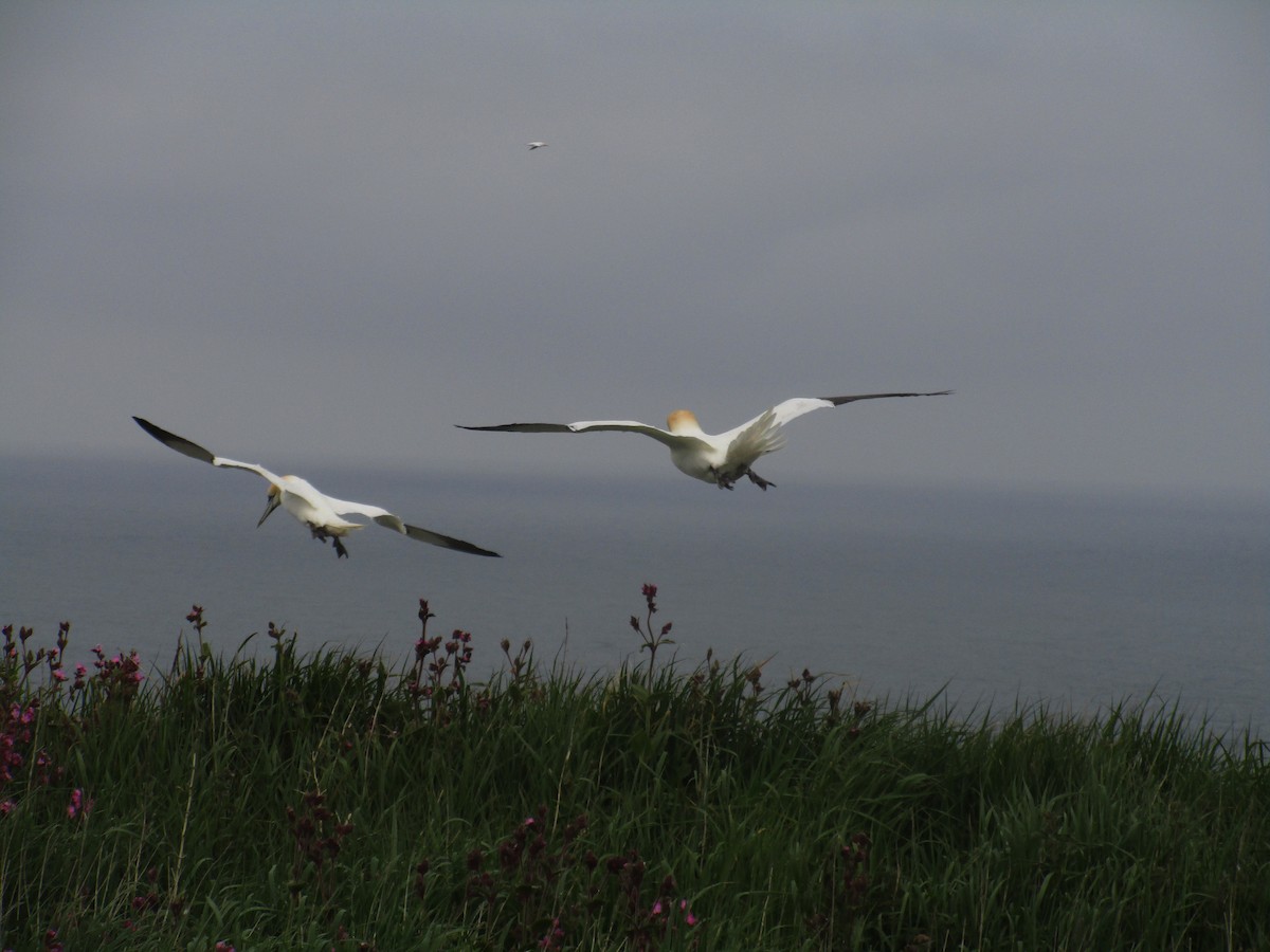 סולה מצויה - ML647185547