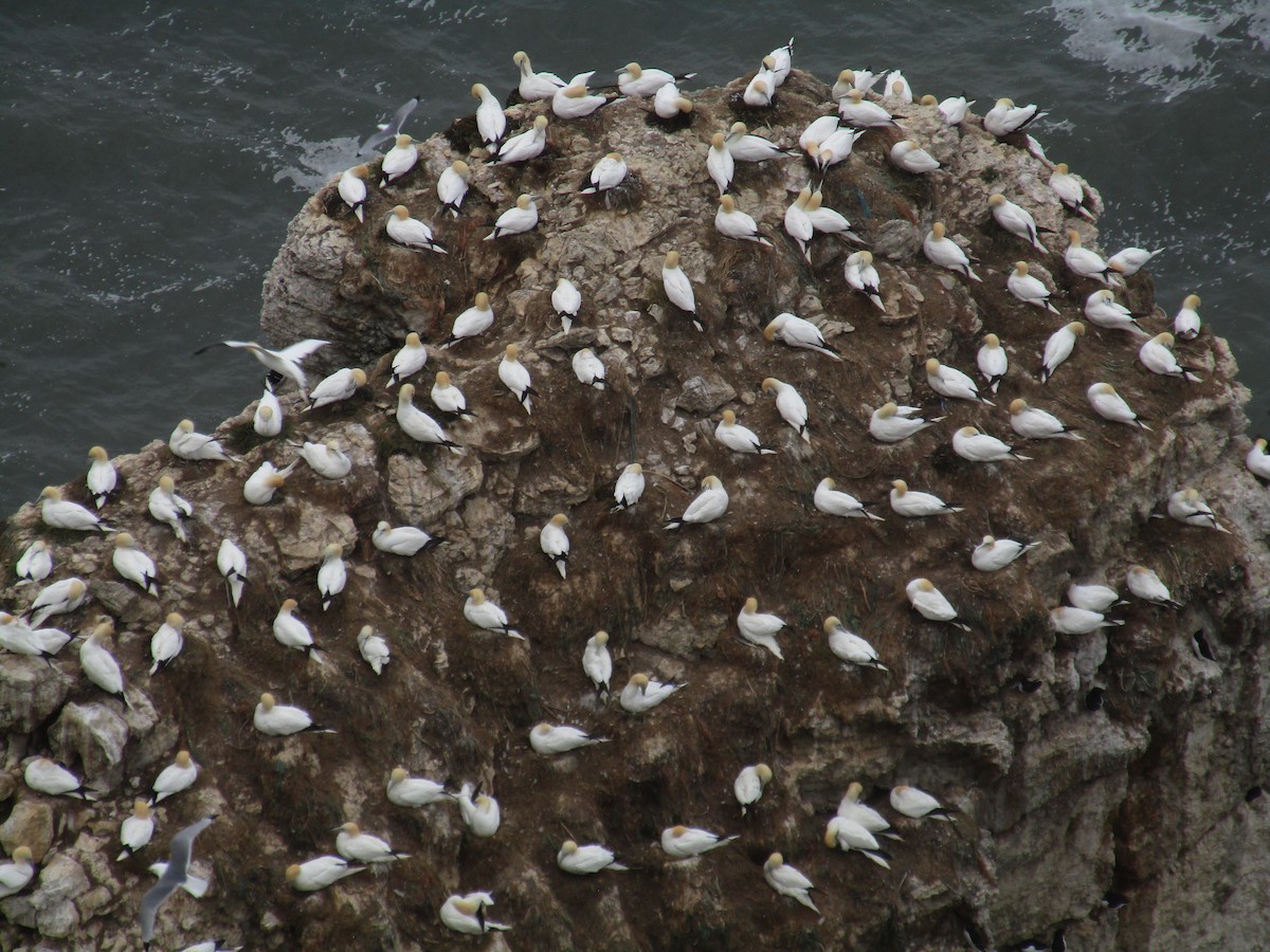 סולה מצויה - ML647185548