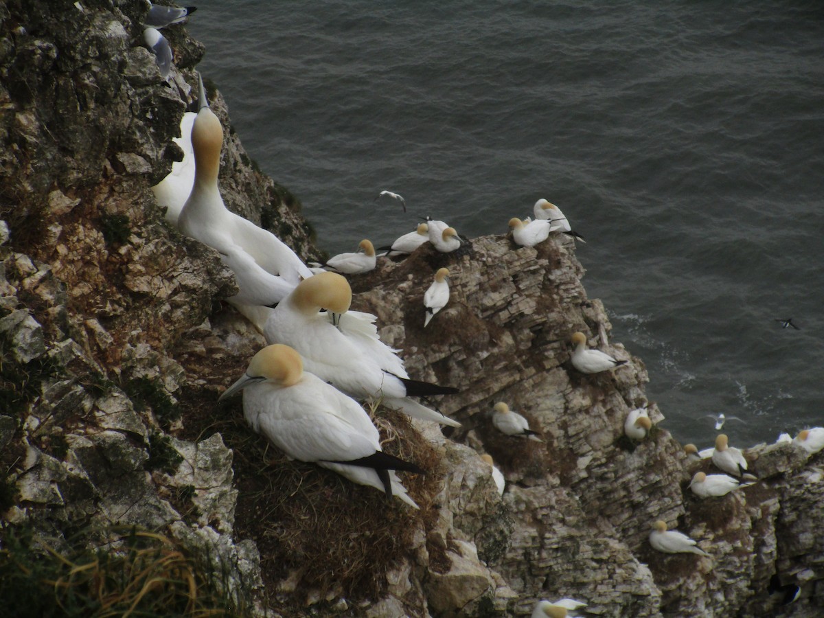 סולה מצויה - ML647185549