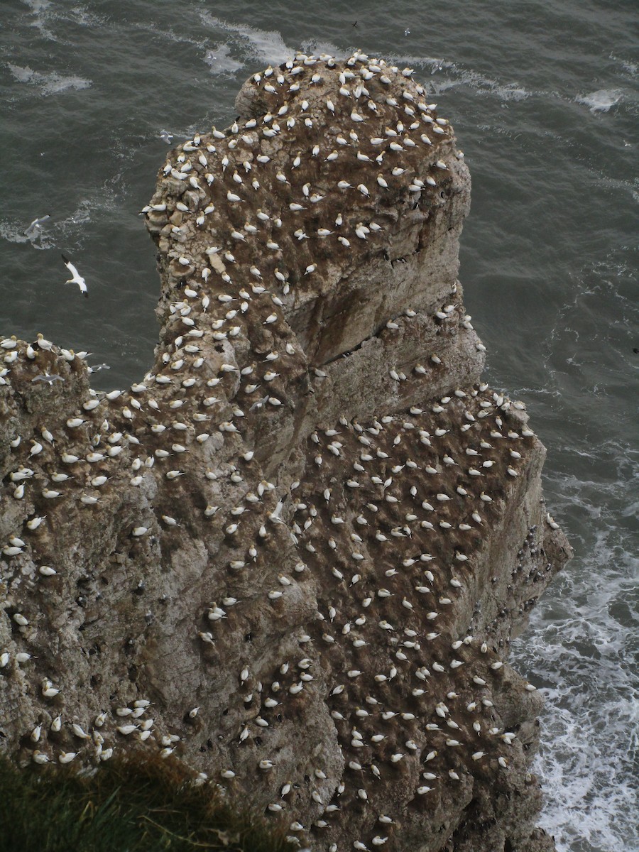 סולה מצויה - ML647185550