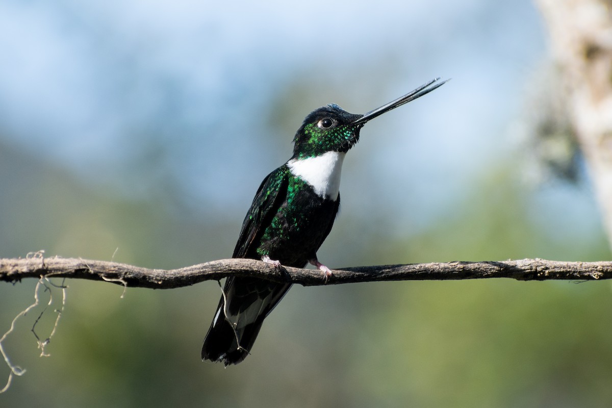 Collared Inca (Collared) - ML647185553