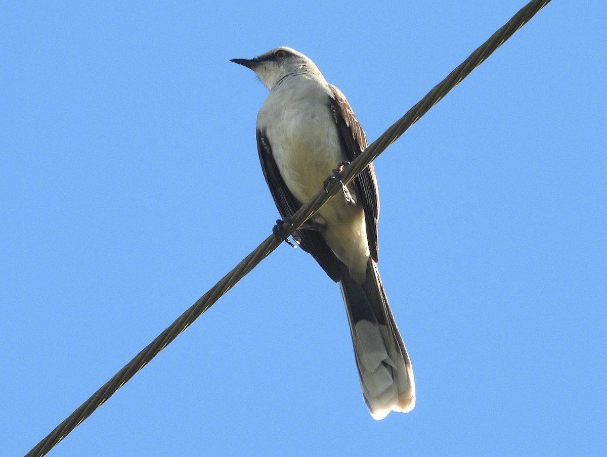 Tropikal Taklitçi - ML647185554