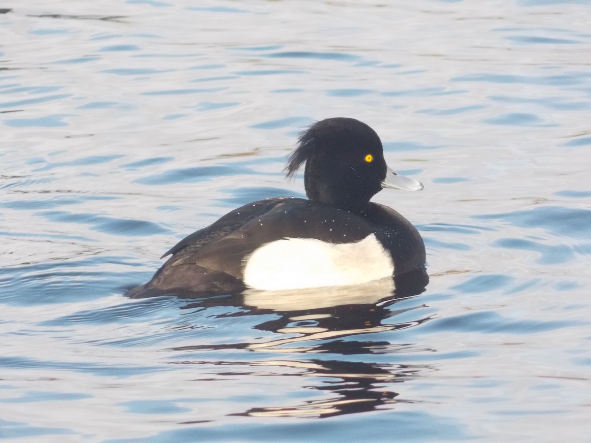 polák chocholačka - ML647185555