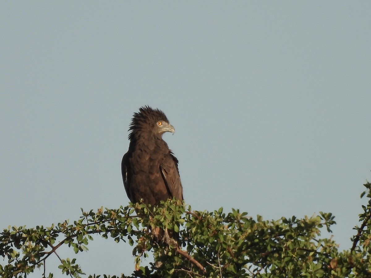 Brown Snake-Eagle - ML647185558