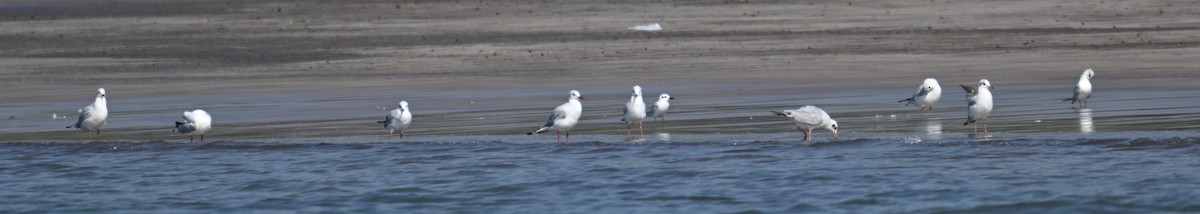 Gaviota Centroasiática - ML647185559
