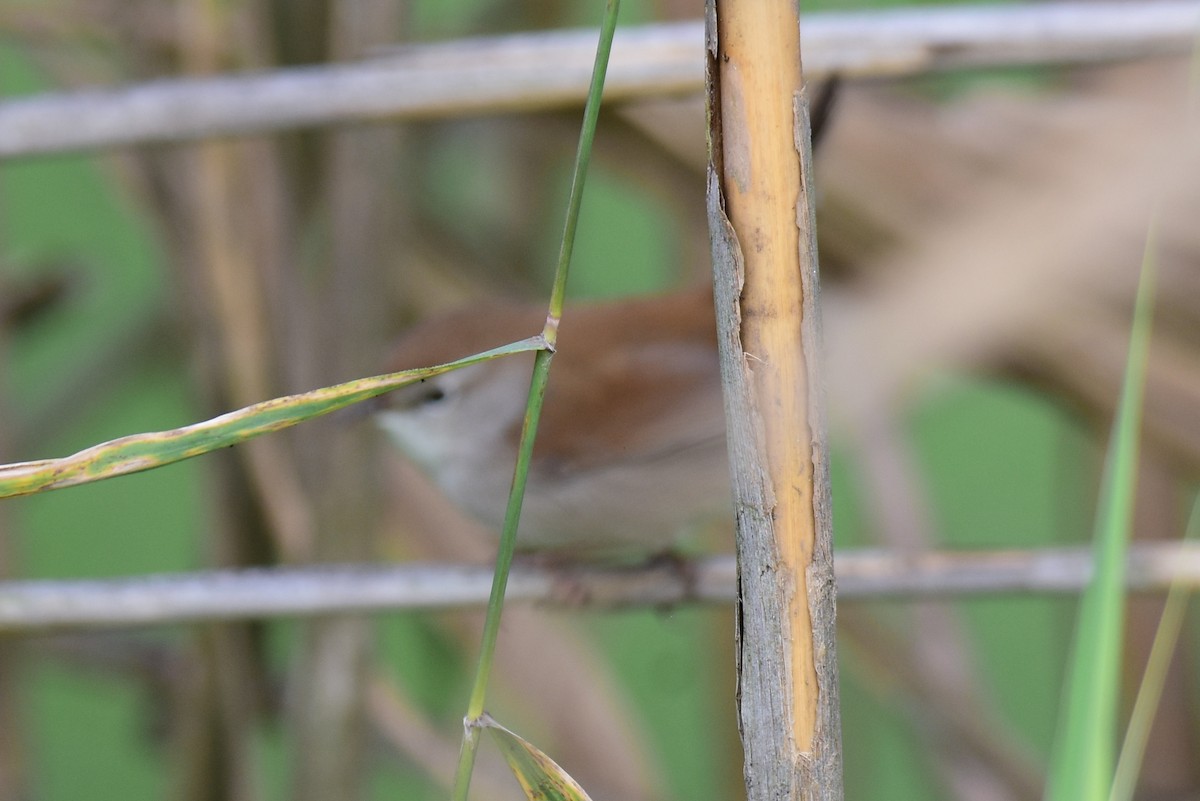 Seidensänger - ML647185567