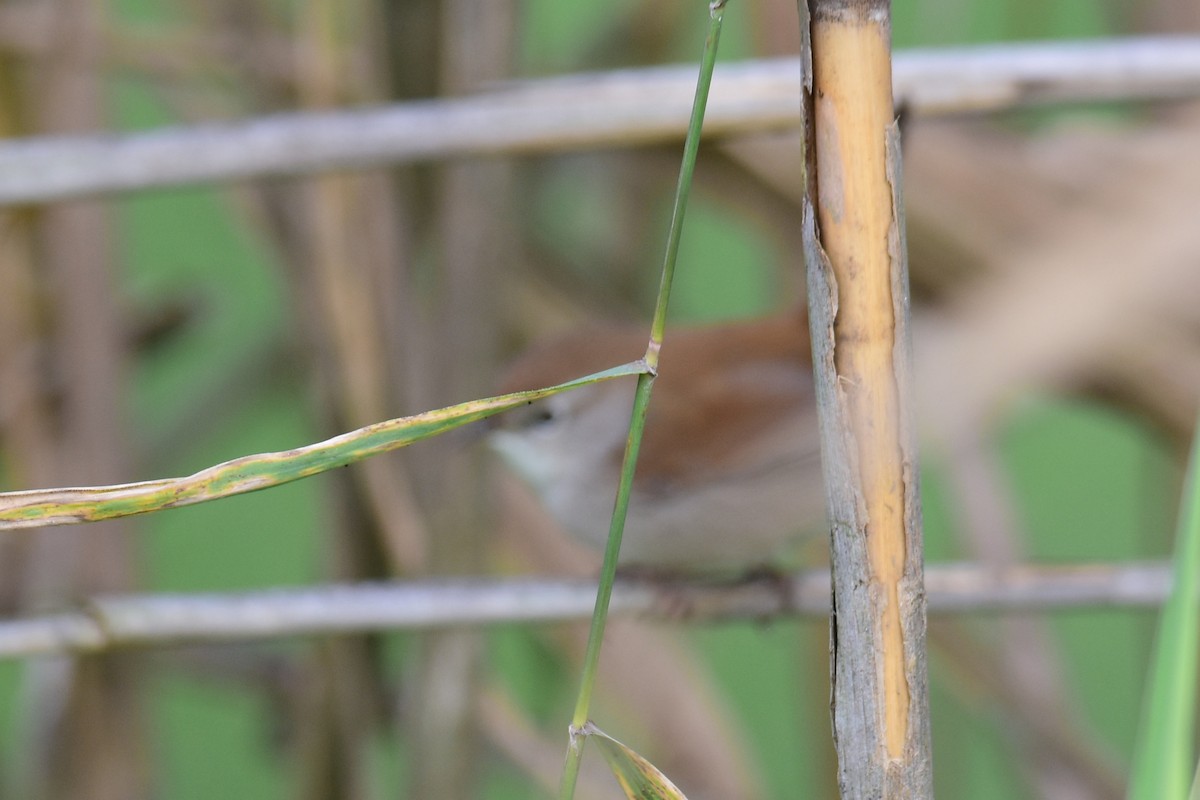 Seidensänger - ML647185568