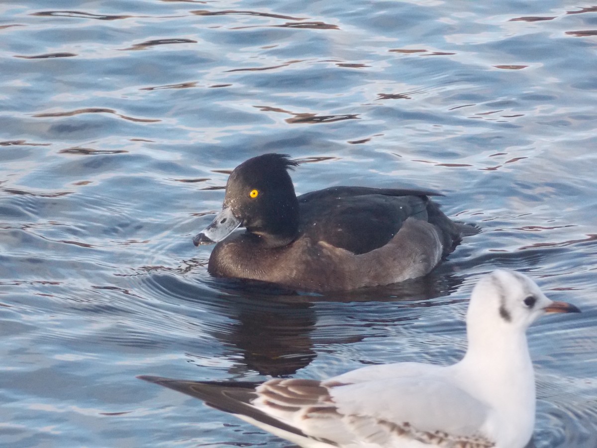 polák chocholačka - ML647185569
