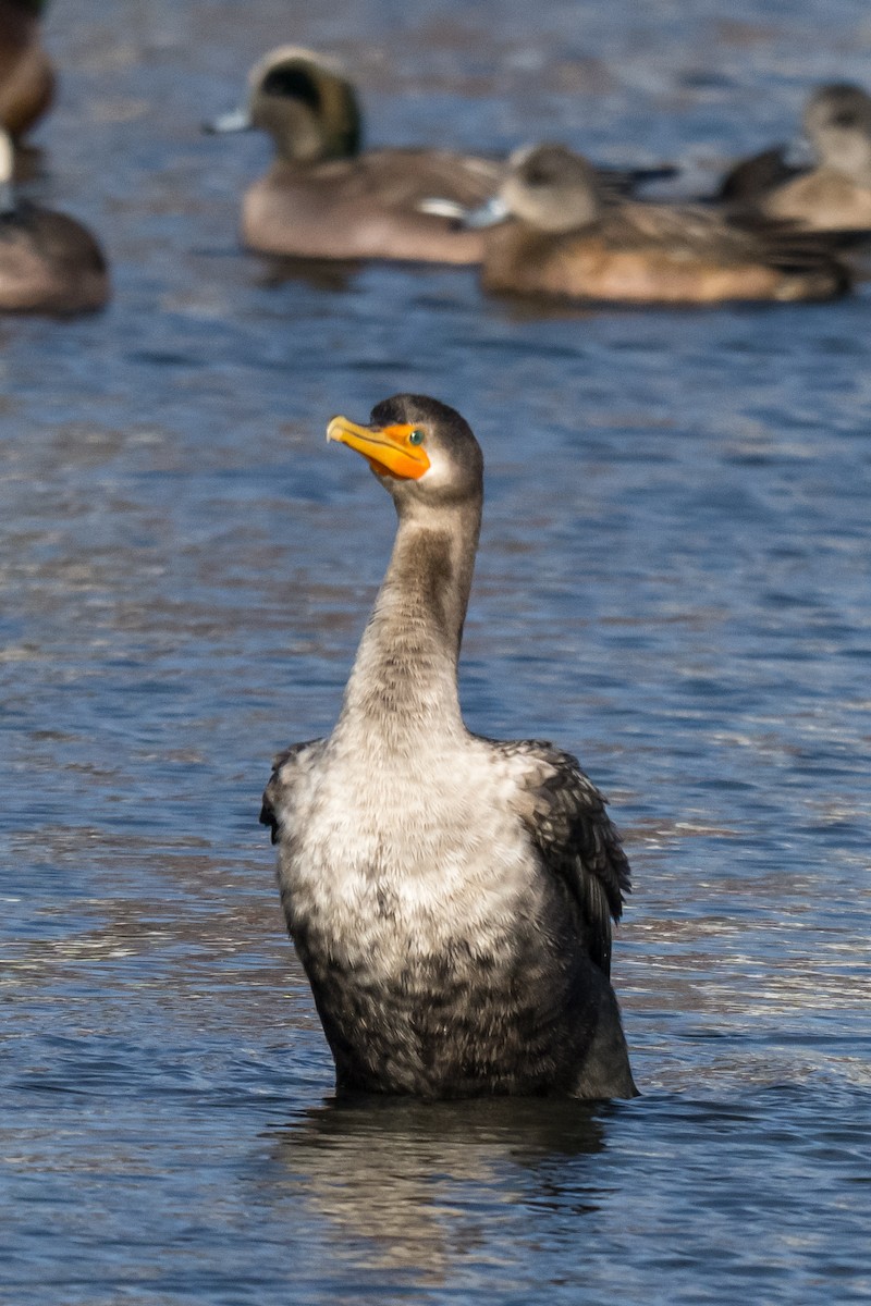 Cormoran à aigrettes - ML647185570