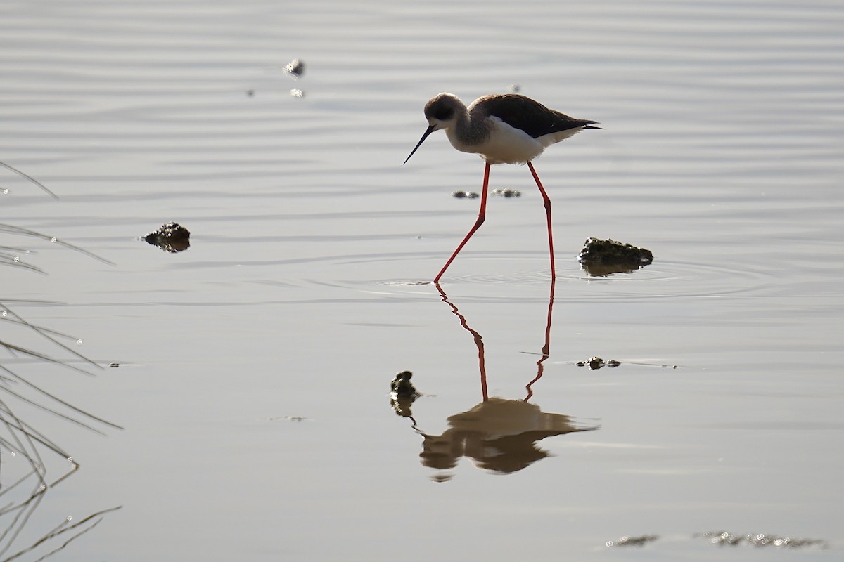Black-winged Stilt - ML647185572