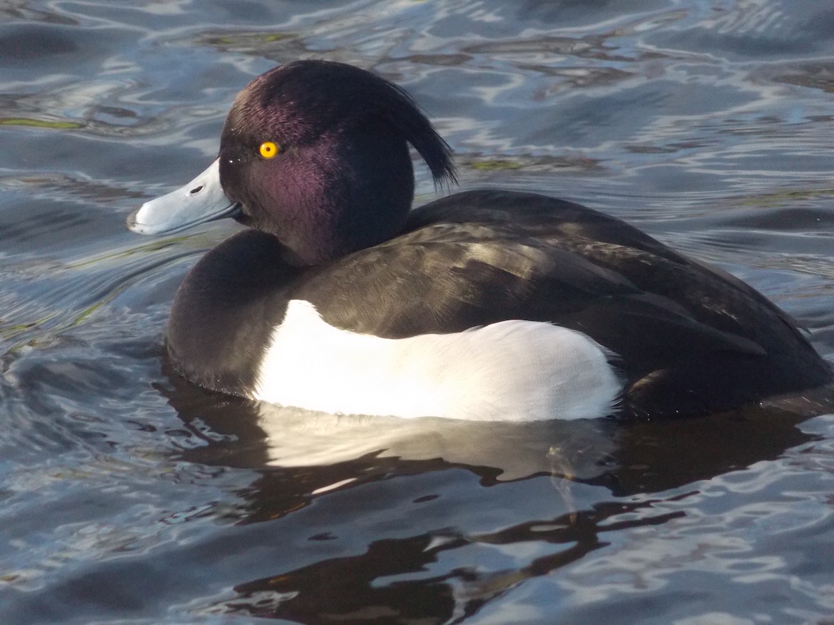 polák chocholačka - ML647185579