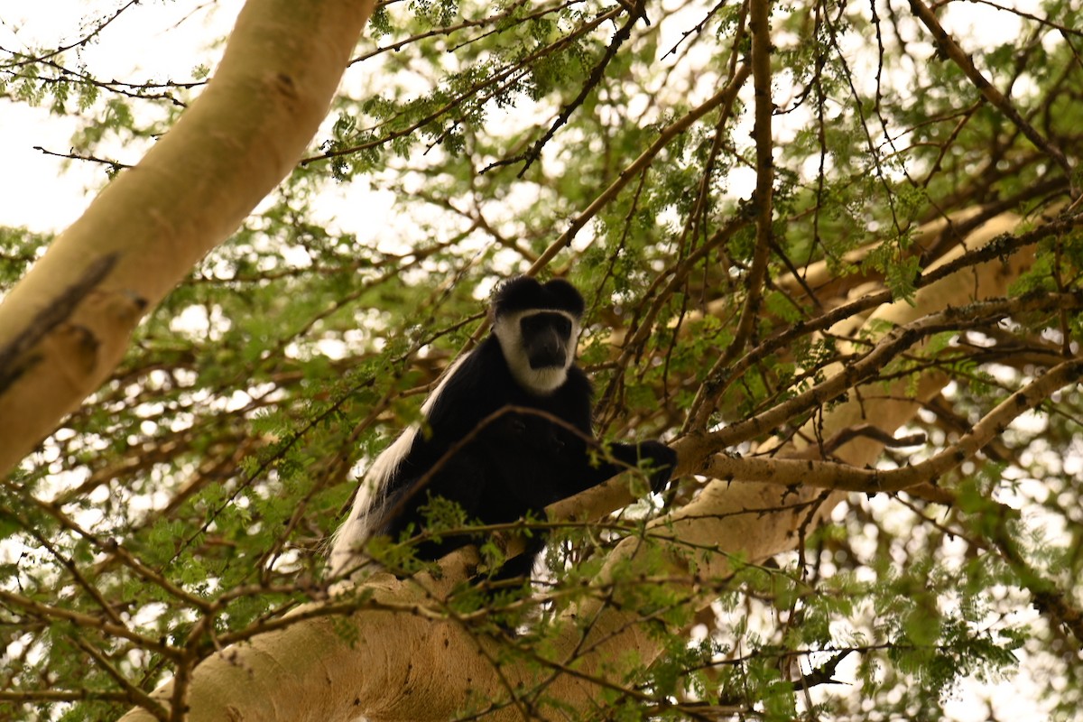 Black-and-White Colobuses - ML647185580