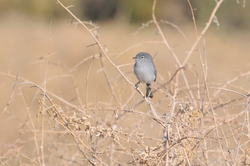 Black-tailed Gnatcatcher - ML647185586
