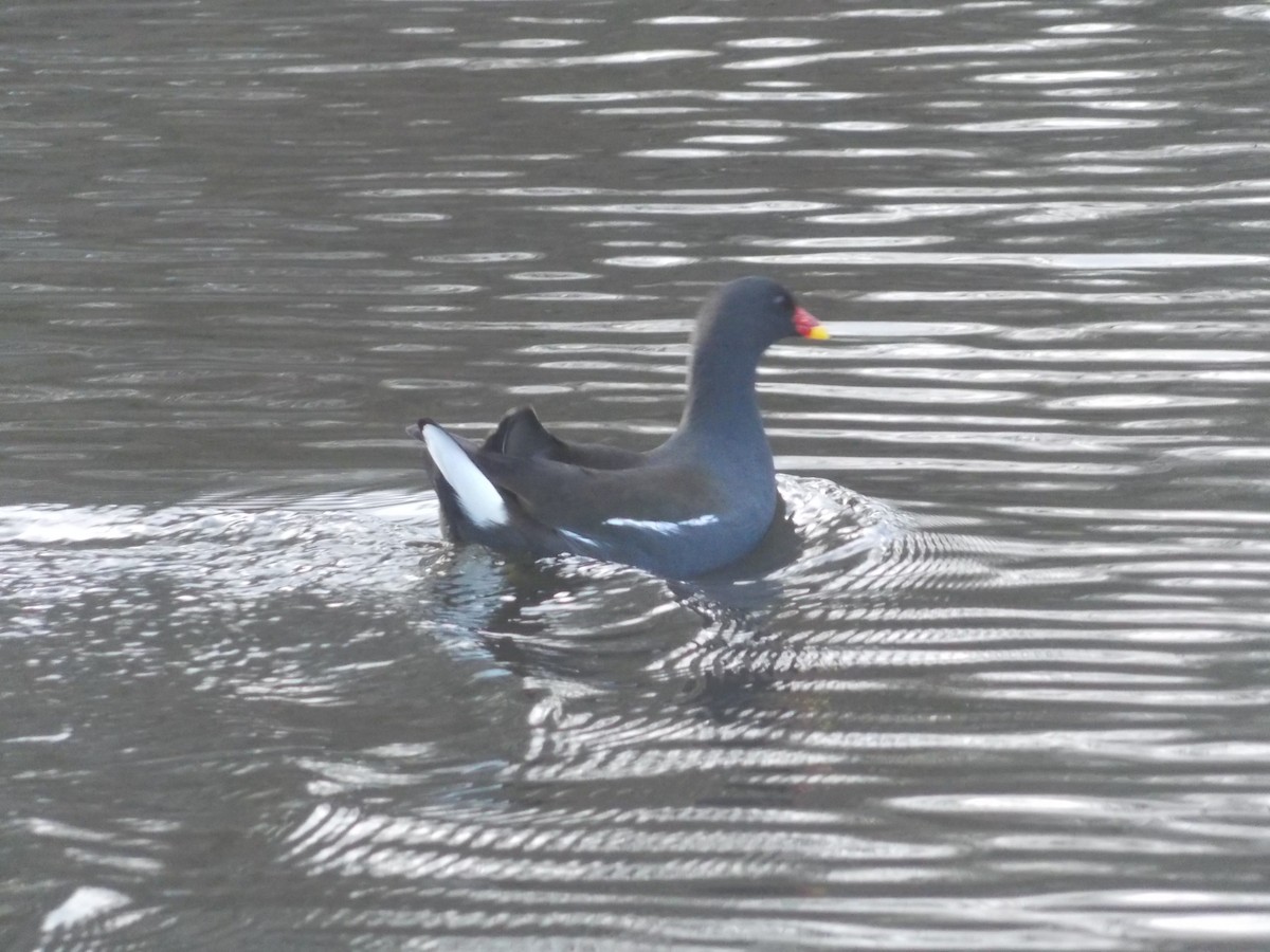 slípka zelenonohá - ML647185593