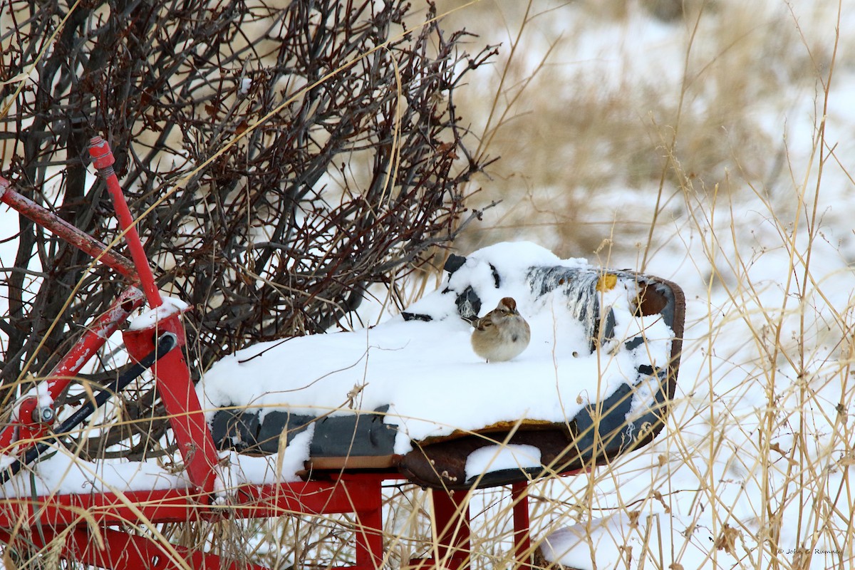 ムナフヒメドリ - ML647185597