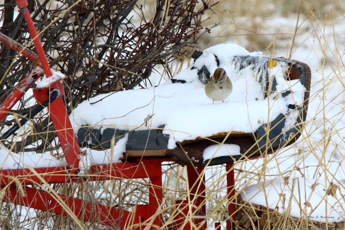 ムナフヒメドリ - ML647185598