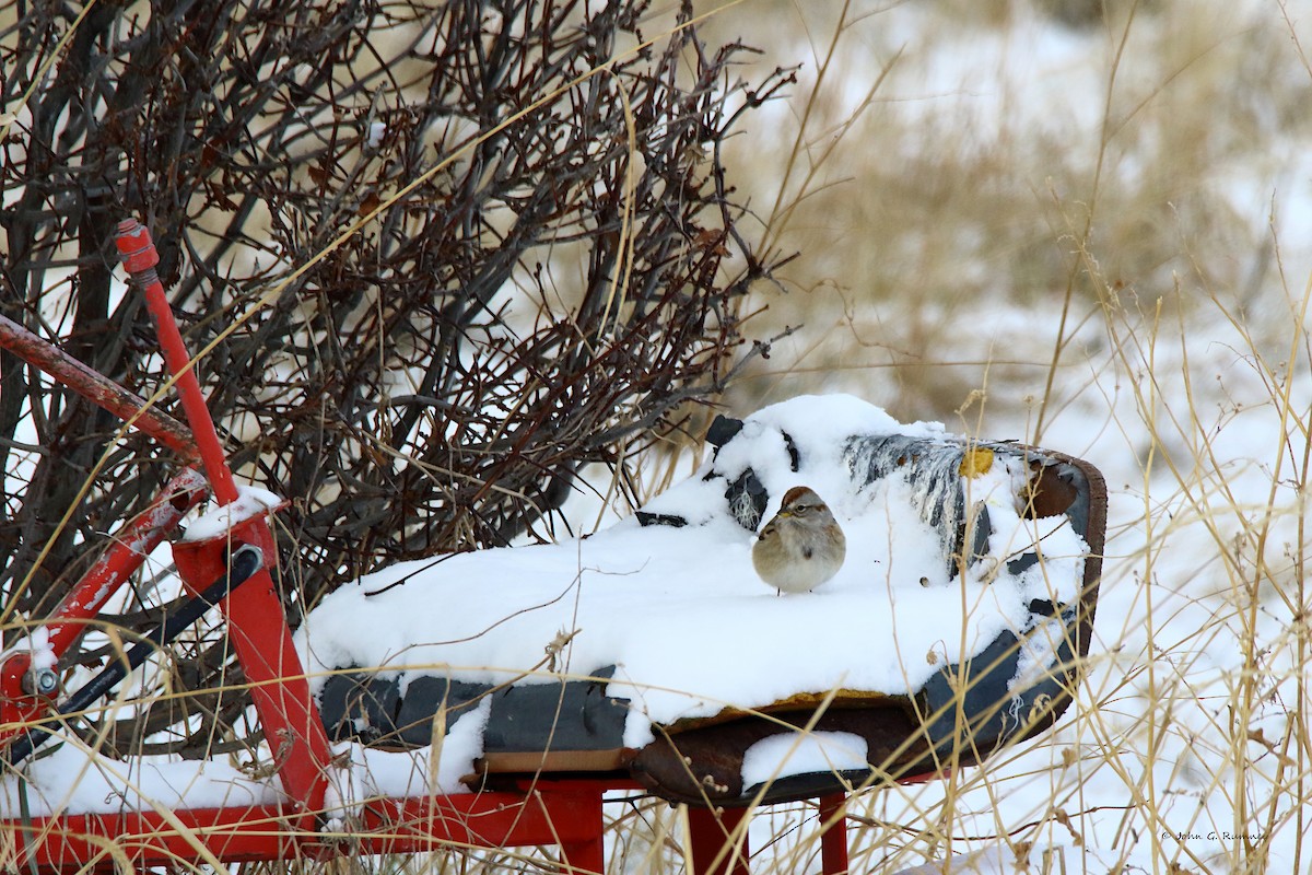 ムナフヒメドリ - ML647185599