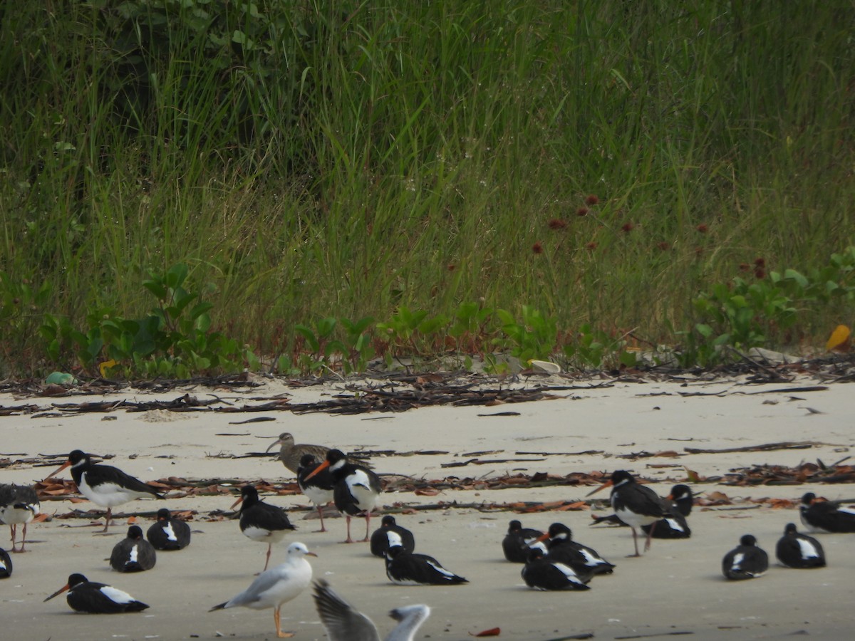 ústřičník velký - ML647185603