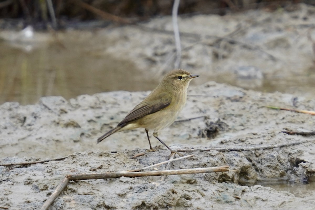 Пеночка-теньковка - ML647185605