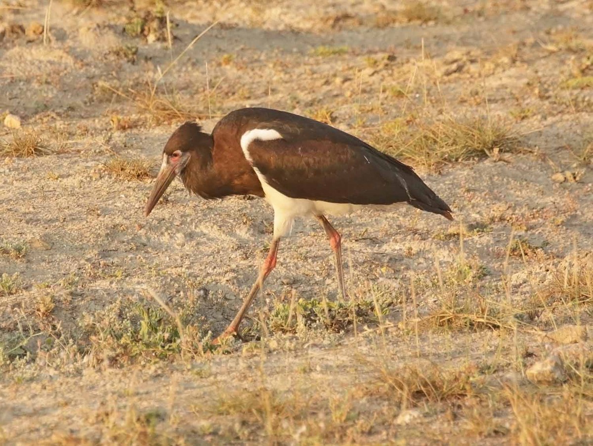 חסידת אבדים - ML647185606
