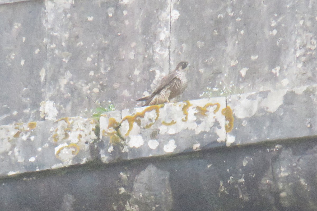 Peregrine Falcon - ML647185609