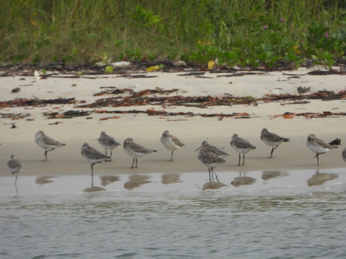 břehouš rudý - ML647185610