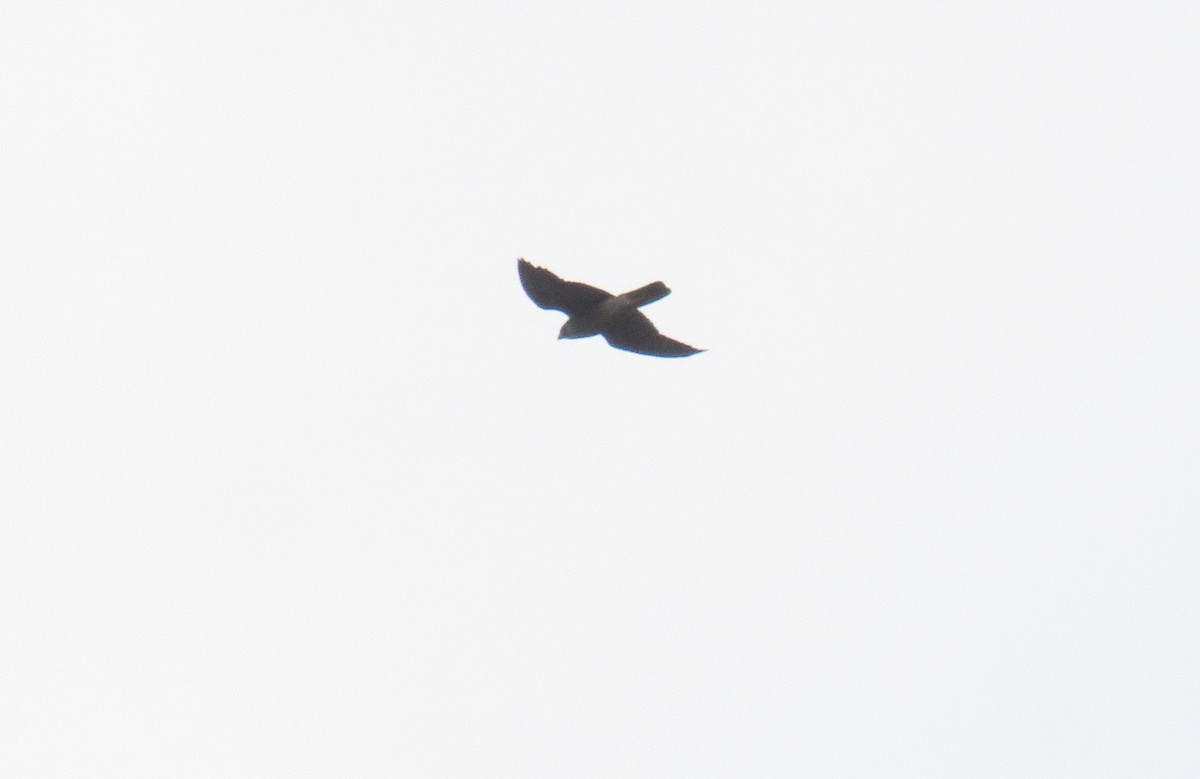 Peregrine Falcon - ML647185611