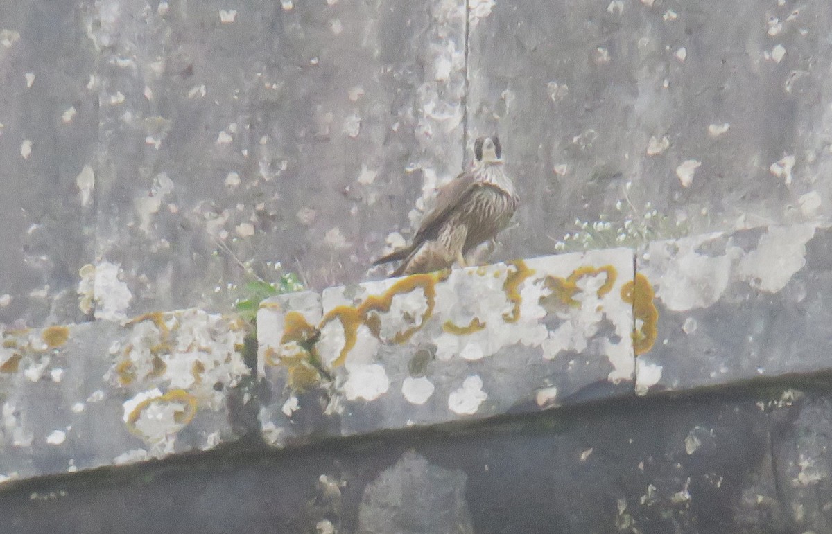 Peregrine Falcon - ML647185612