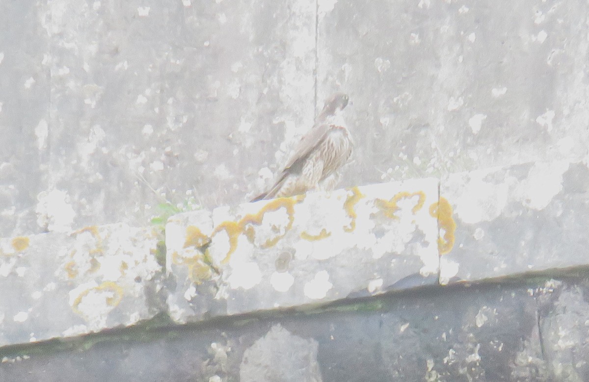 Peregrine Falcon - ML647185613