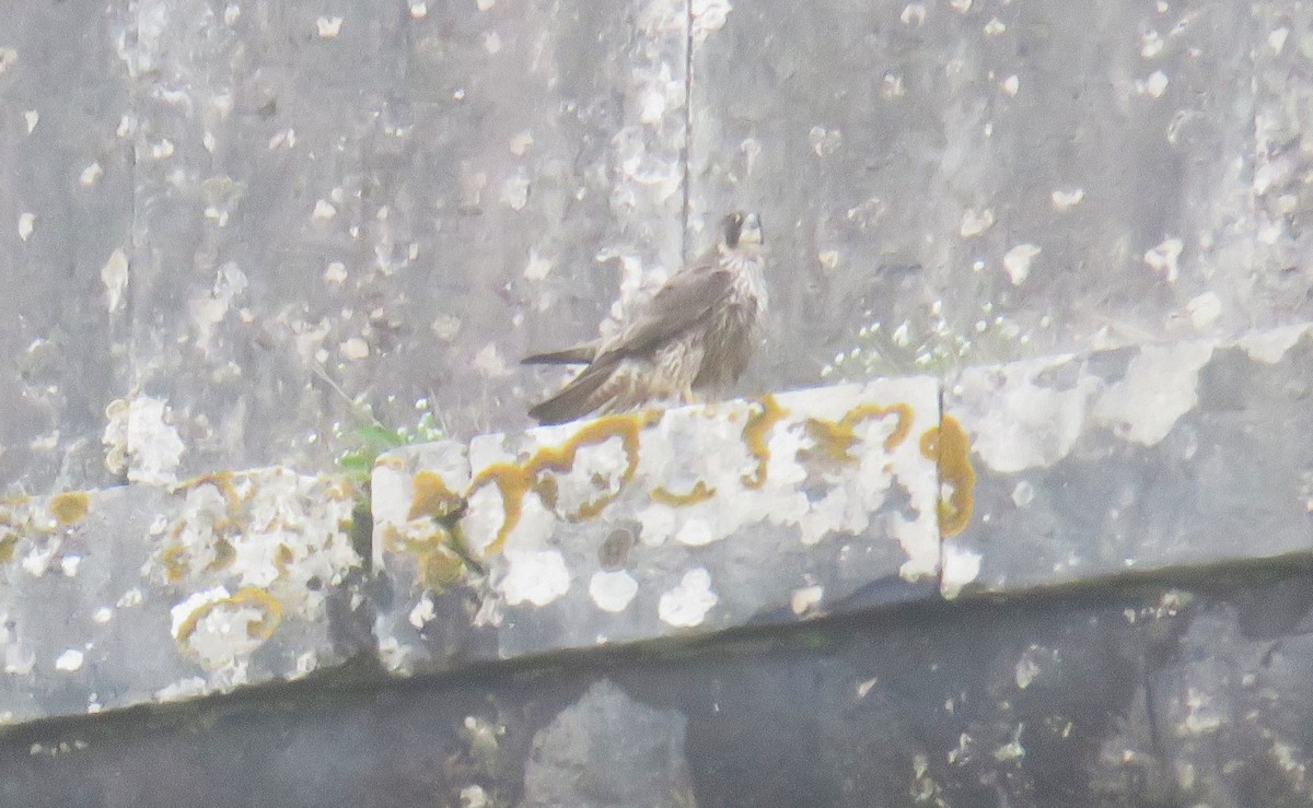 Peregrine Falcon - ML647185614