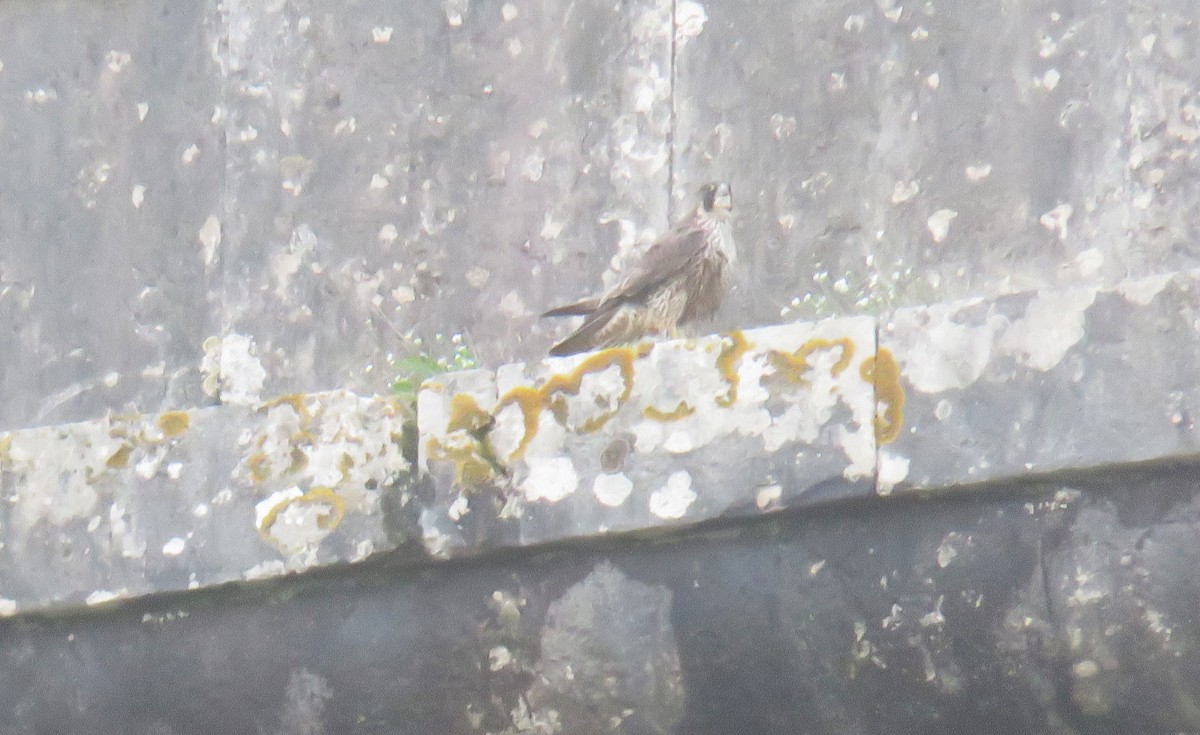 Peregrine Falcon - ML647185615