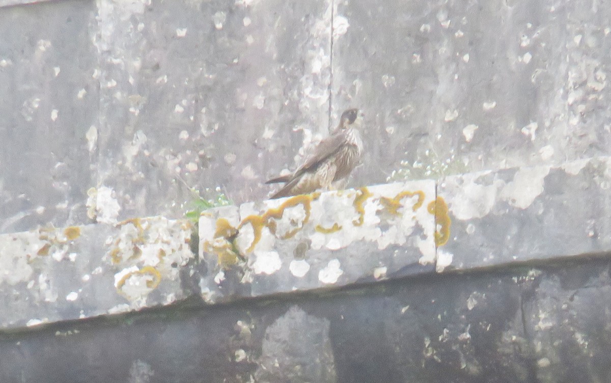 Peregrine Falcon - ML647185616