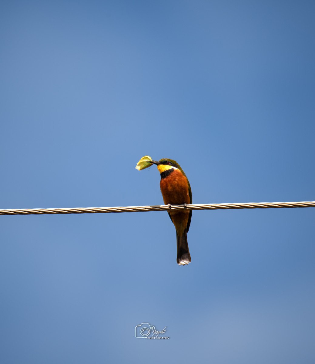 Cinnamon-chested Bee-eater - ML647185617
