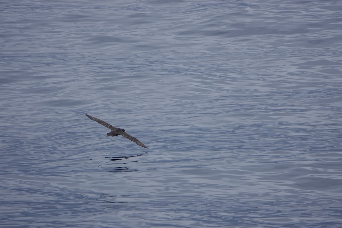 Southern Giant-Petrel - ML647185629