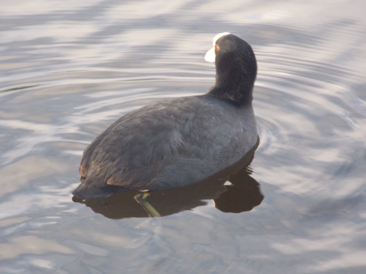 lyska černá - ML647185630