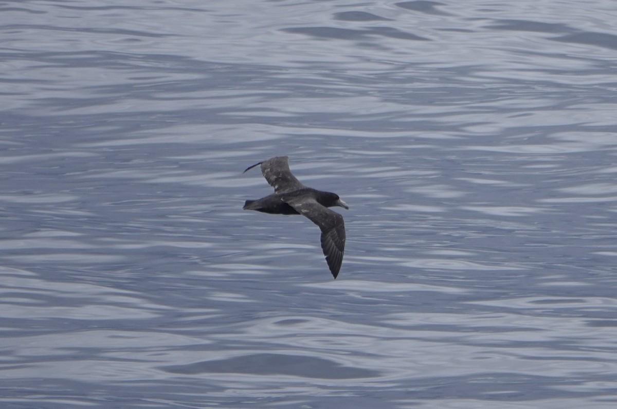 Southern Giant-Petrel - ML647185632