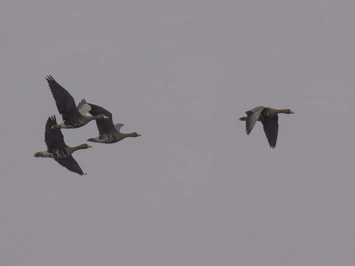 Greater White-fronted Goose - ML647185633